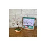 Blossom Bonsai Tree Craft Kit